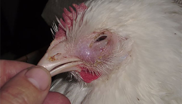 Болезнь марека: формы, симптомы, можно ли излечить птиц?