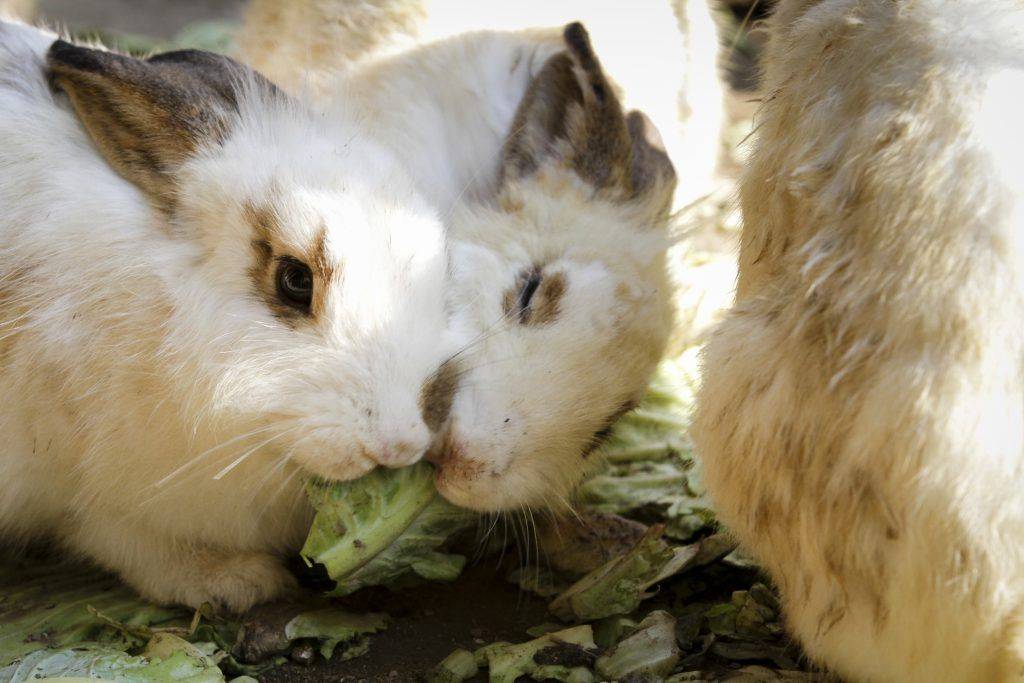 Кролик не ест: перестал пить и есть, в чём может быть причина, что делать и как вылечить?