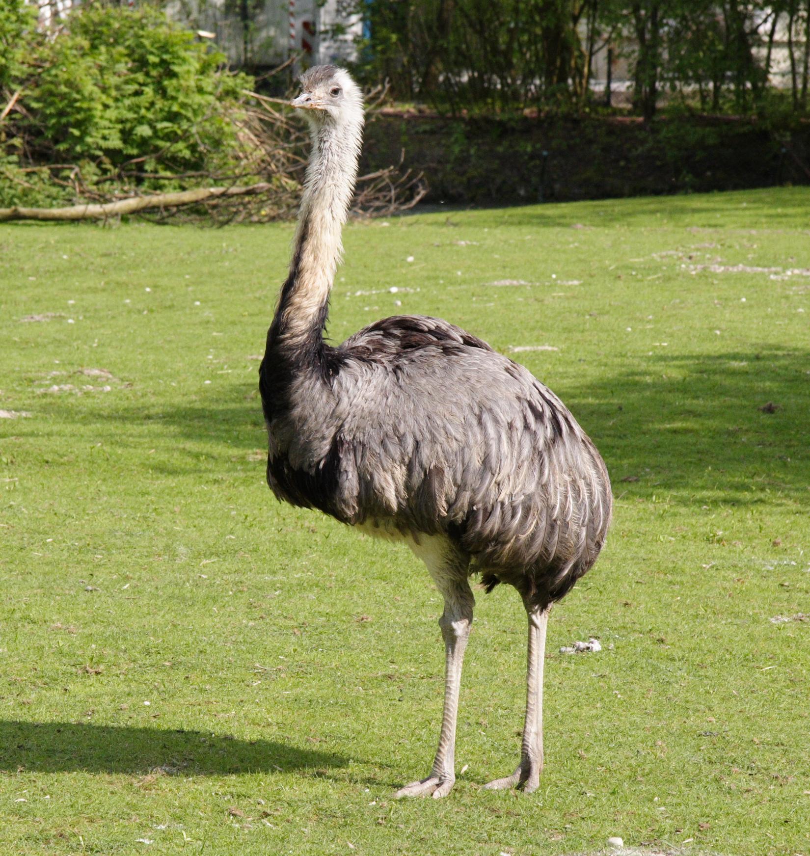 Африканский страус, описание, где обитает?