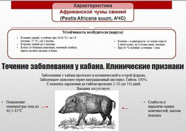 Африканская чума свиней: признаки заболевания, фото и профилактика
