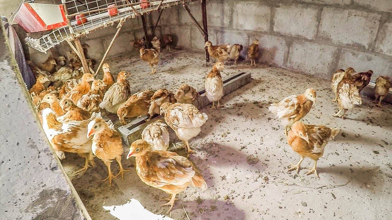 Выращивание цыплят с наседкой в домашних условиях, как все организовать и можно ли это сделать без нее?