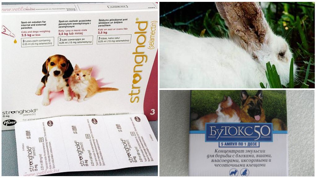 Профилактика, диагностика и лечение ушного клеща у кроликов в домашних условиях