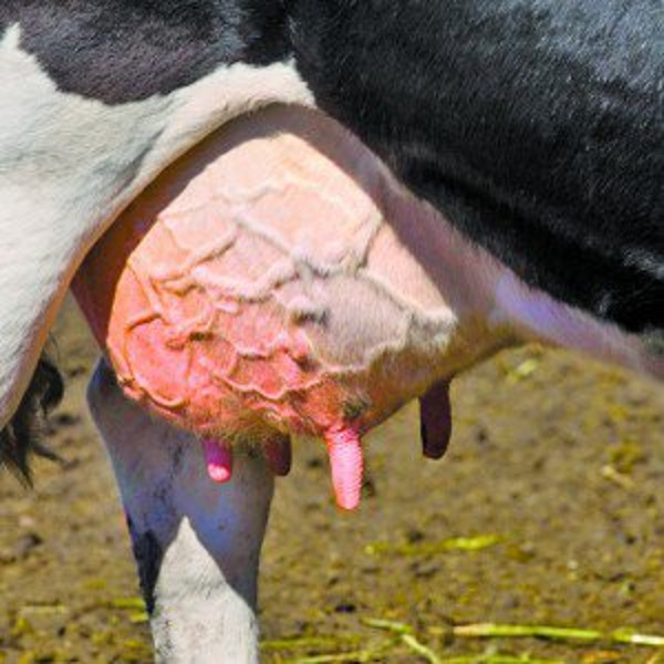 Лейкоз у коров можно ли есть творог