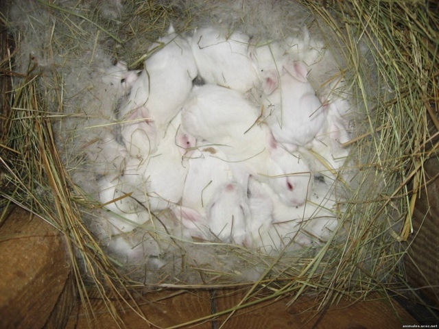 Разведение кроликов для начинающих — породы, уход, получение потомства. фото