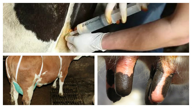 Что такое парез у коровы и как его лечить?