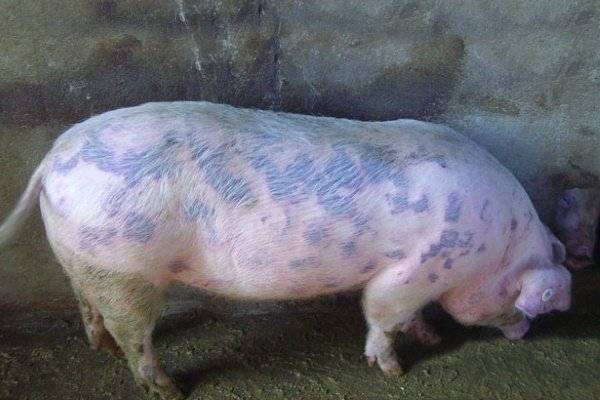 Чем лечится рожа у свиней. лечение рожи у свиньи в домашних условиях. меры борьбы и профилактики рожи свиней