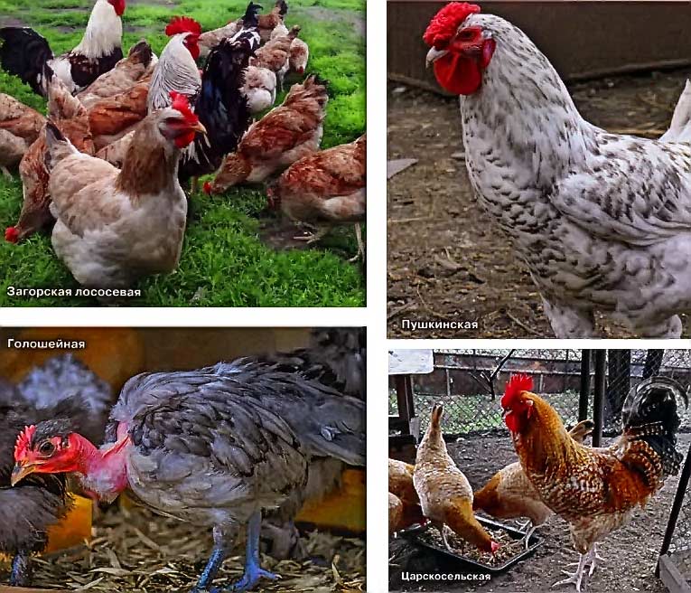 Куры породы амераукана (23 фото): описание породы, особенности ухода за курами, петухами и цыплятами. как определить пол цыпленка? отзывы