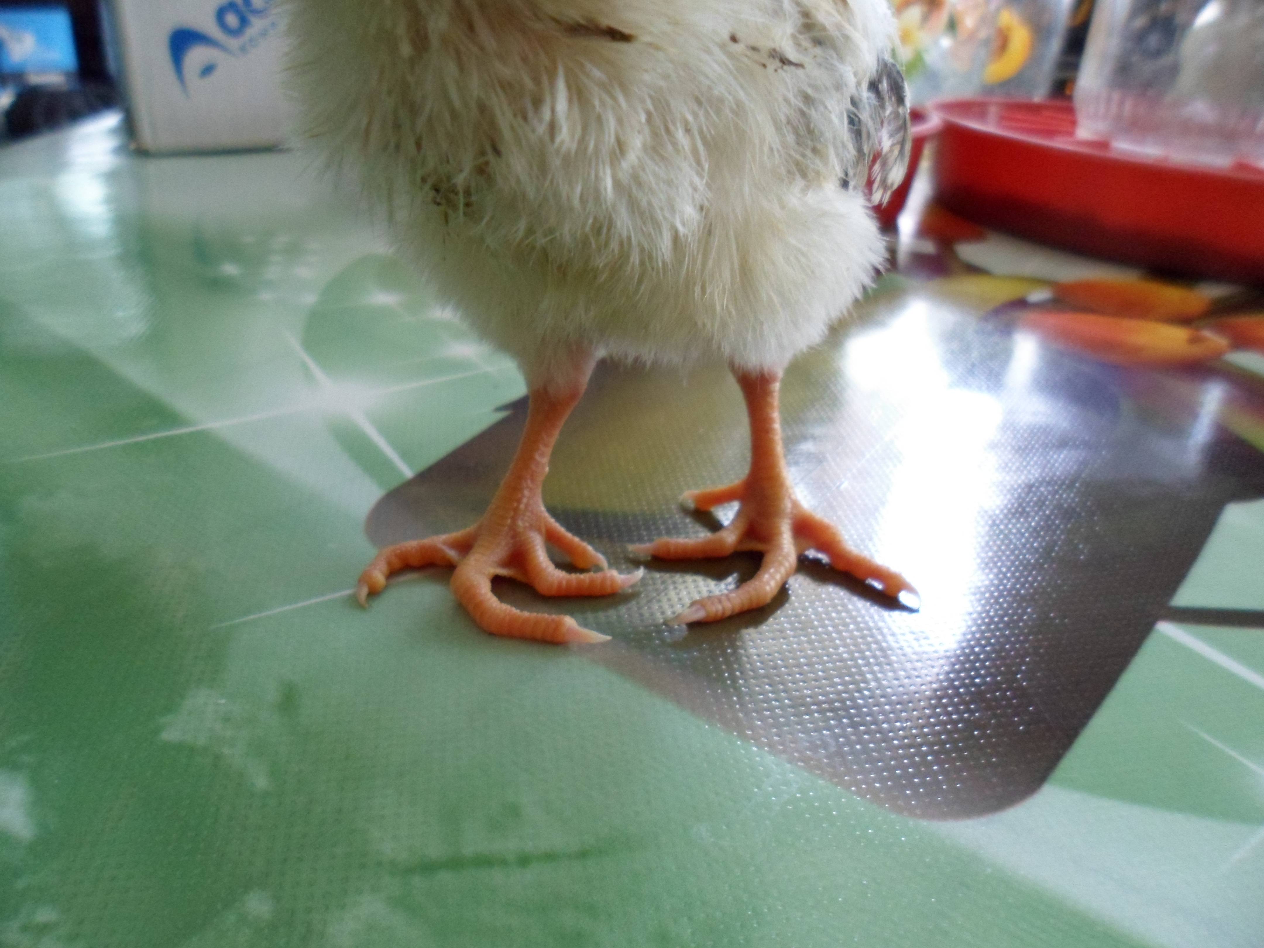 ✅ о лечении водянки у бройлеров и куриц, можно ли употреблять в пищу больную птицу - tehnomir32.ru