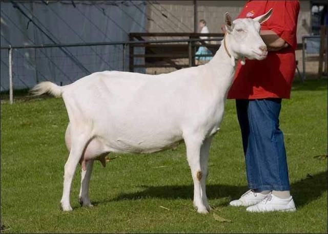 Чем отличаются нубийские козы?