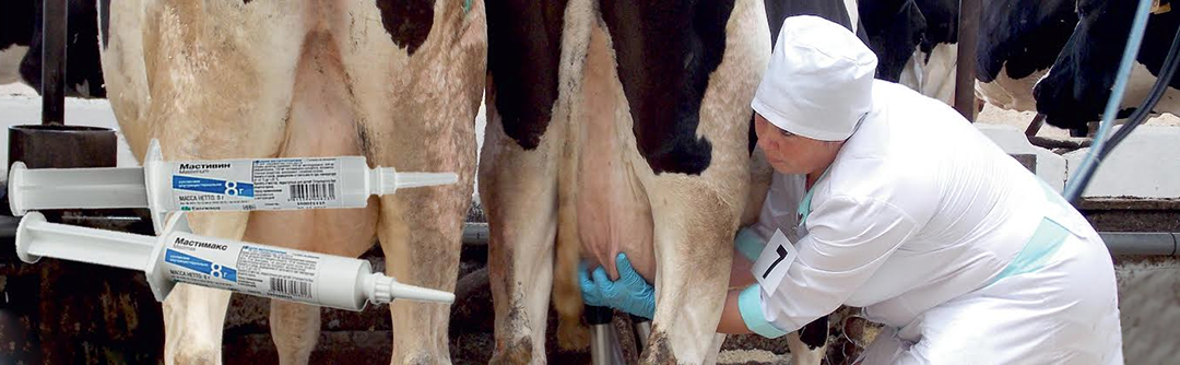 Мастит у коров - рекомендации ветеринаров и фермеров в борьбе с распространенным недугом