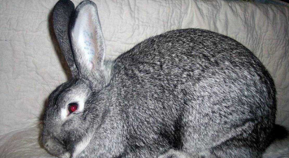 Кролики породы советская шиншилла: фото, описание