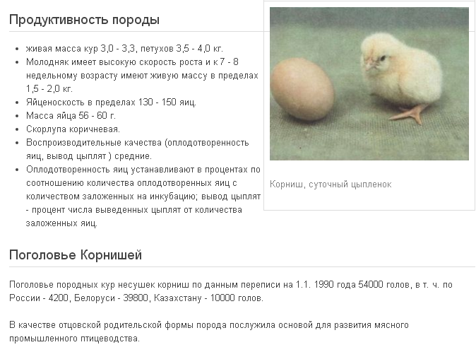 Сколько дней курица высиживает яйца