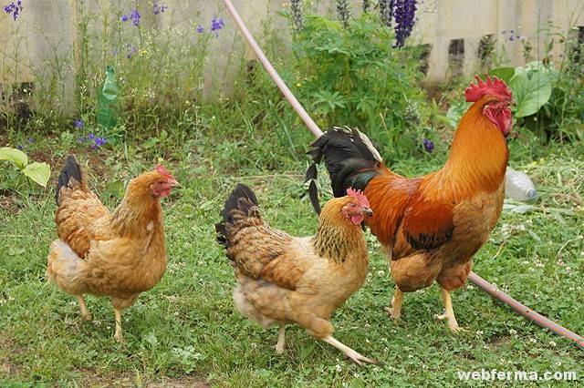 Кучинская юбилейная порода кур (41 фото): описание кучинских петухов и несушек. как различить пол у цыплят? отзывы владельцев