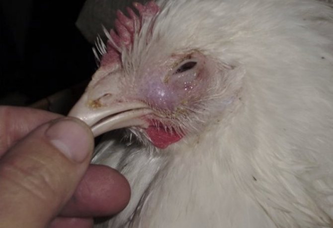 Шишки и наросты на лапах у кур: как лечить в домашних условиях