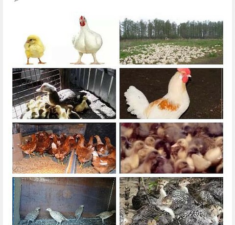 Кого выгоднее выращивать: кур, уток или гусей?