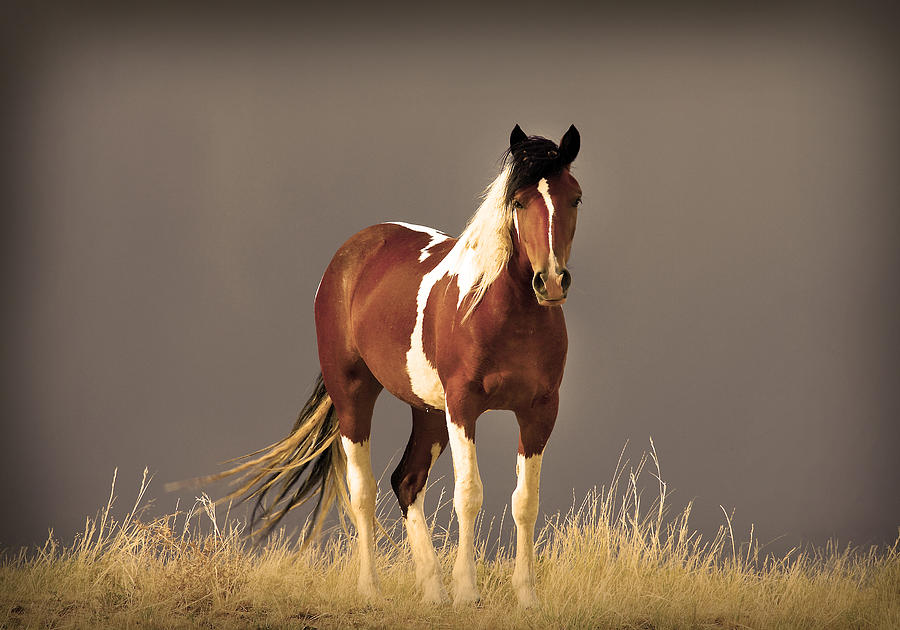 Булонская порода лошадей: история, описание, характер