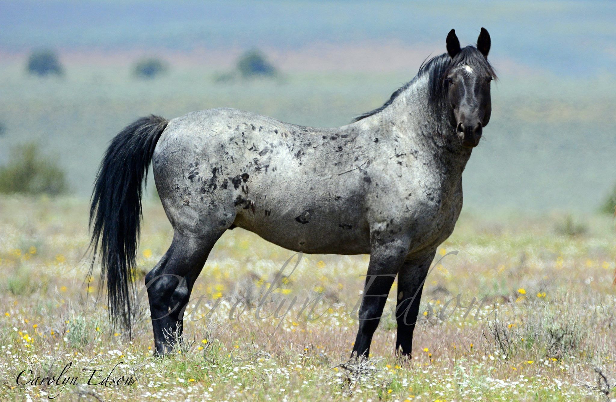 Мустанг – одичавшая лошадь дикого запада