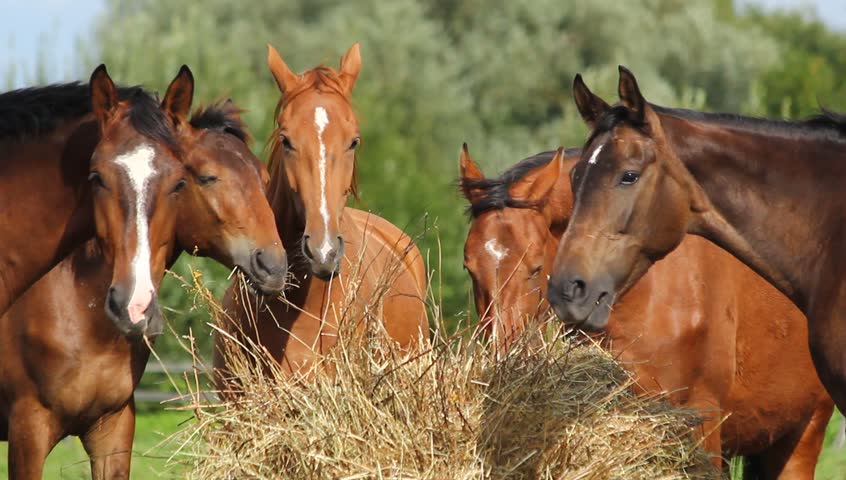 Чем кормить лошадь: виды кормов и нормы