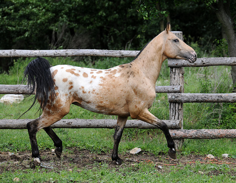Обзор пегой масти лошадей, ее описание, фото и видео