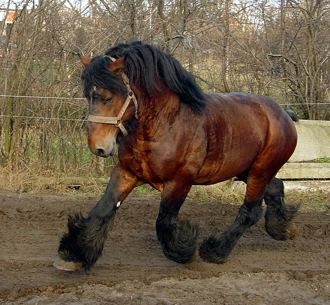 Распространенные породы и виды лошадей тяжеловозов