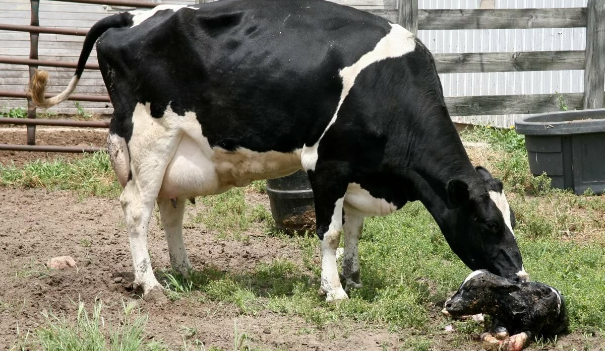 Сколько времени беременность у коровы
