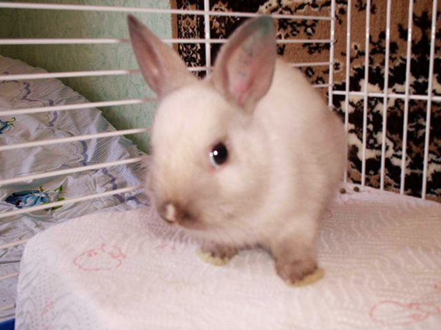 Кролик чихает: что делать, почему возникает ринит