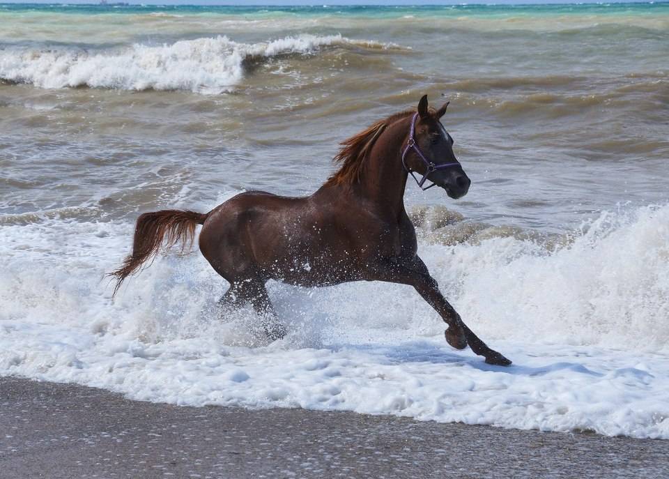 Умеют ли лошади плавать? как научить лошадь плавать?