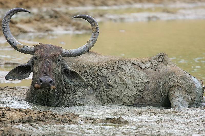 Все об индийском (азиатском, водяном) буйволе арни: подробная информация