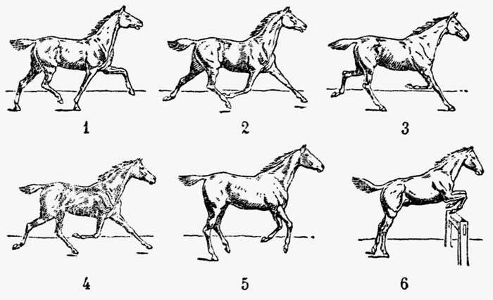 Аллюры лошадей – характеристики и виды 2020