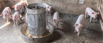 Кормление свиней для быстрого роста в домашних условиях