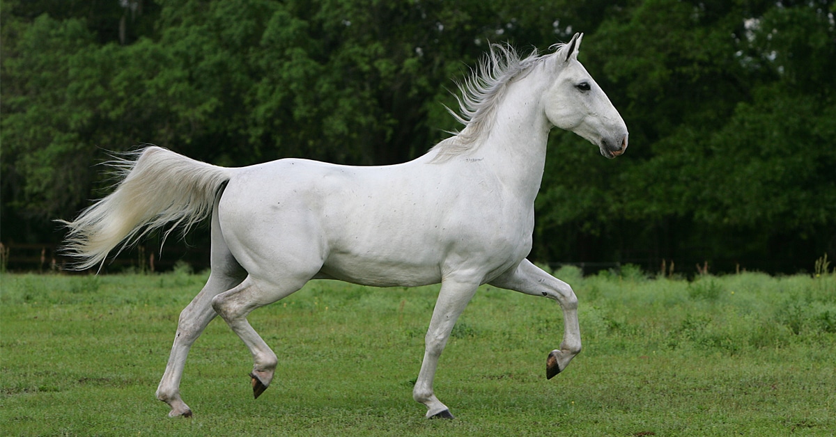 Мезенская порода лошадей: история, описание, фото | мои лошадки