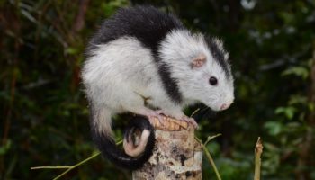 Пёстрый коро (Callistomys pictus) — красота и изящество в телодвижениях