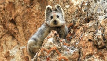 Илийская пищуха (Ochotona iliensis) — заяц, похожий на собачку, найденный в Кыргызстане