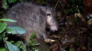 Мохнатые крысы (Mallomys) — загадочные обитатели джунглей