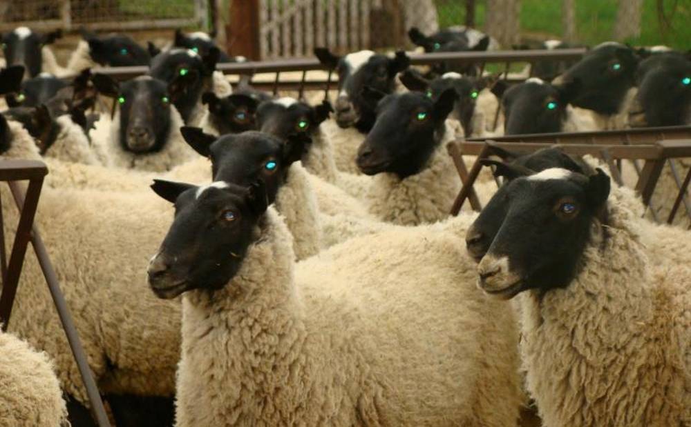 Содержание овец в личном подсобном хозяйстве - технология ухода 2020