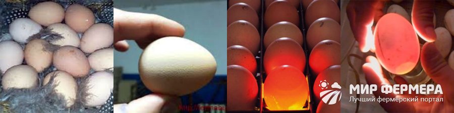 Правила инкубации цесариных яиц