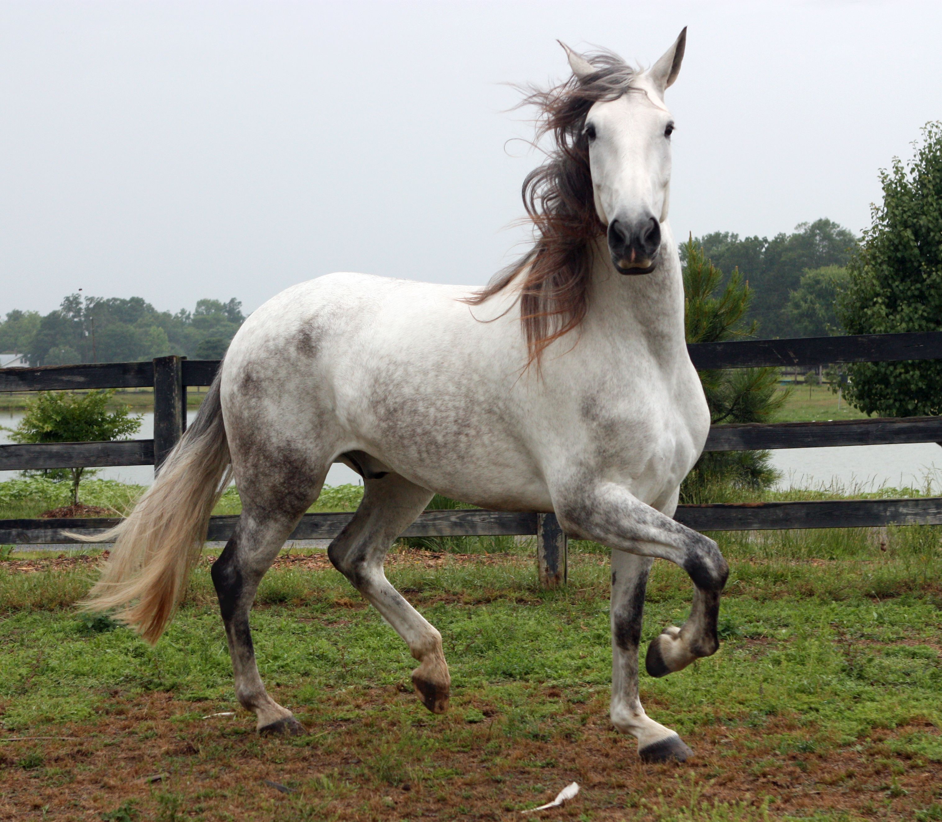 Лошадь лузитанской породы(лузитано): история и описание | мои лошадки