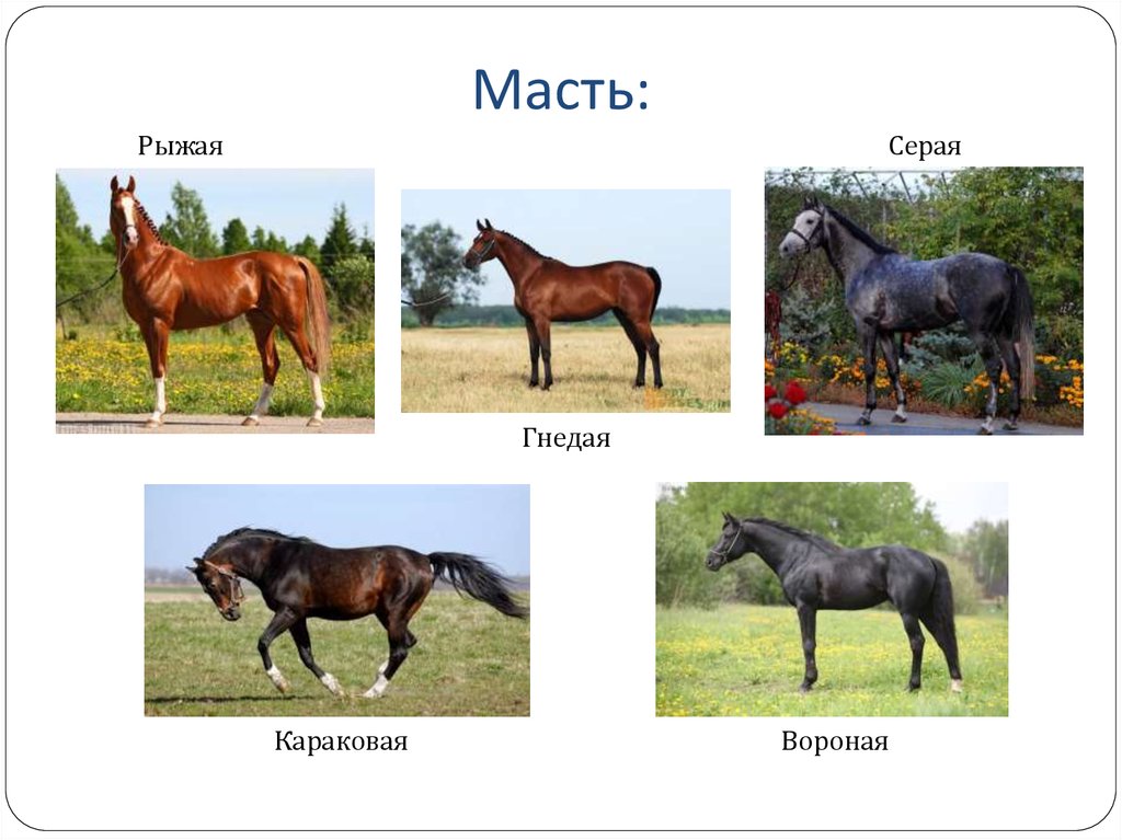 Масти лошадей: основные и производные
