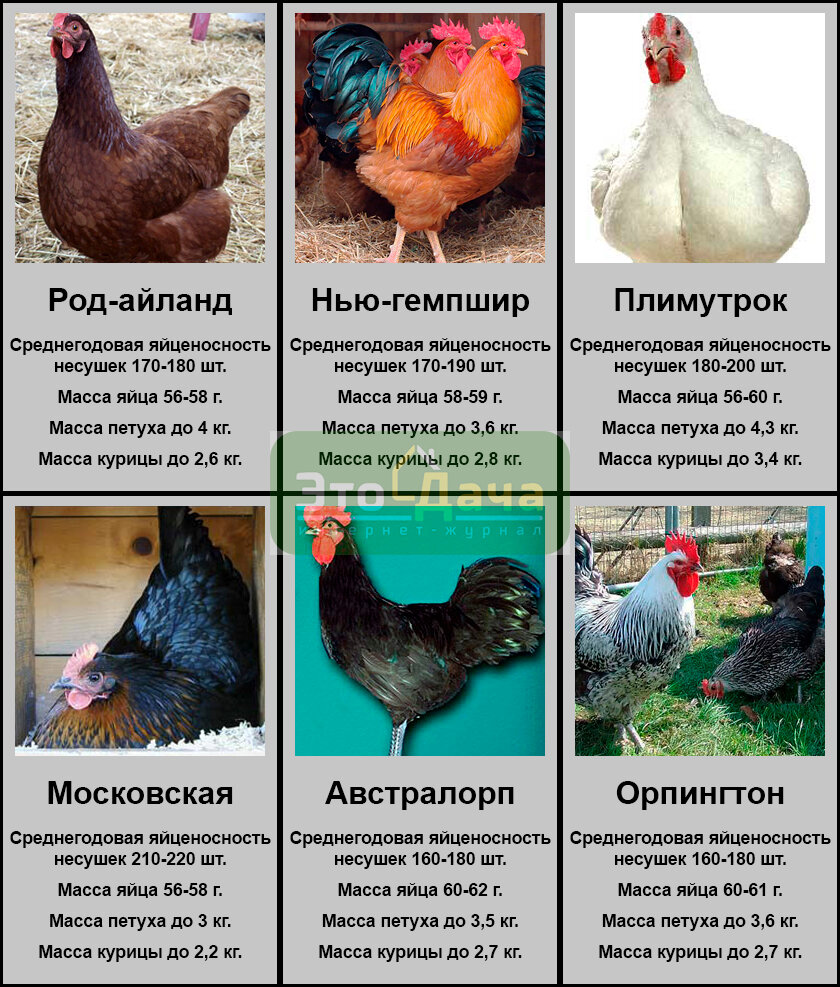 Описание породы мясных кур с фотографиями и основными характеристиками