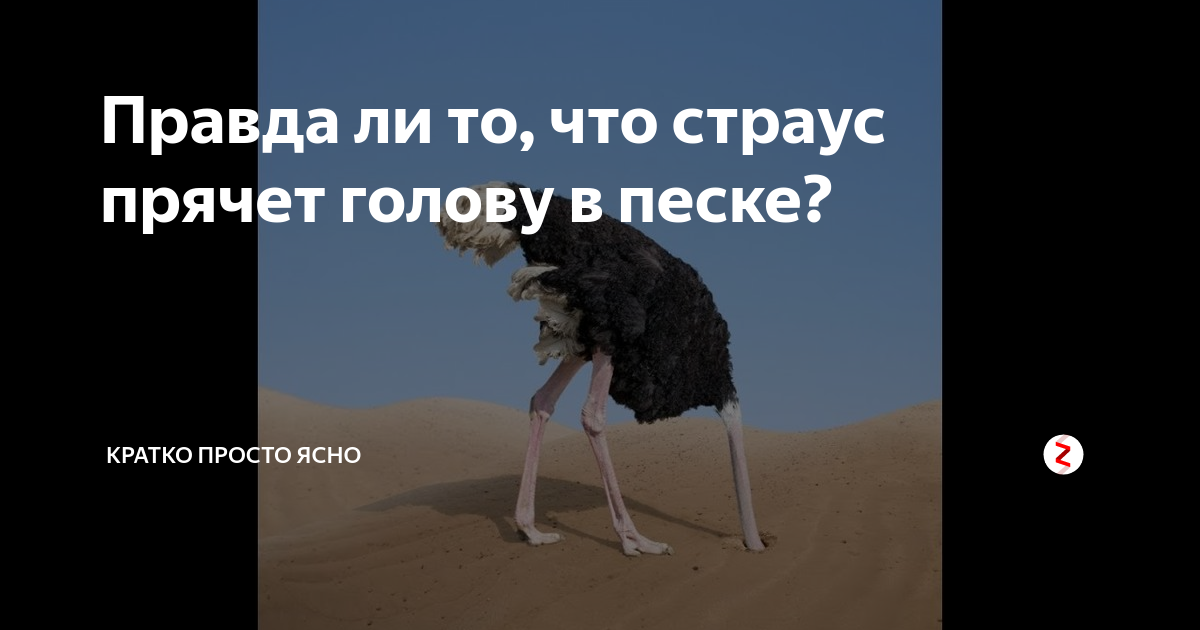 Почему страус прячет голову в песок? правда ли это?