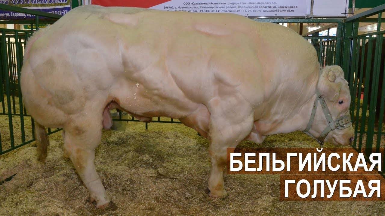 Лучшие мясные породы быков для климата россии: описание содержания и разведения