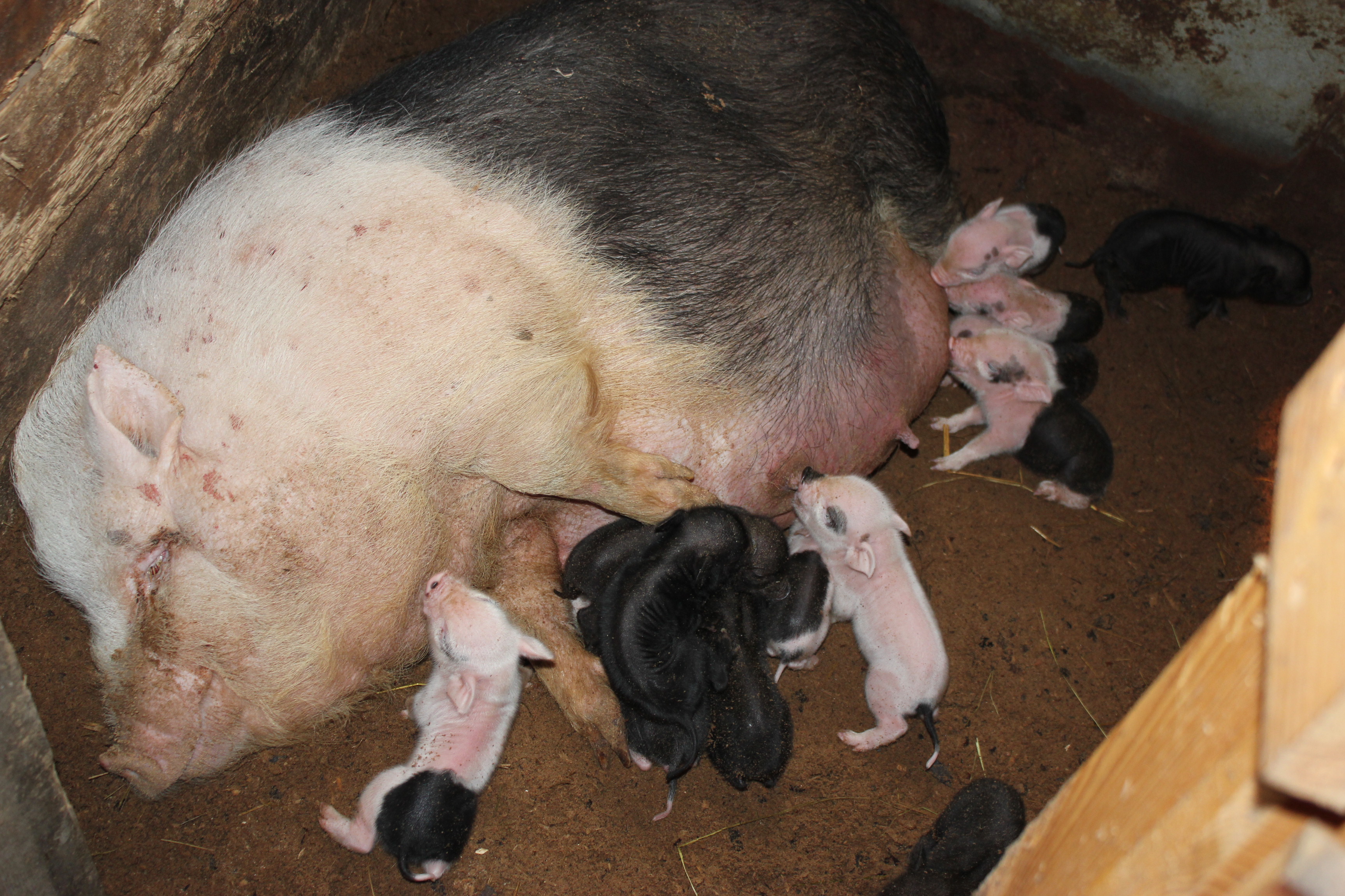Разведение вьетнамских свиней в домашних условиях
