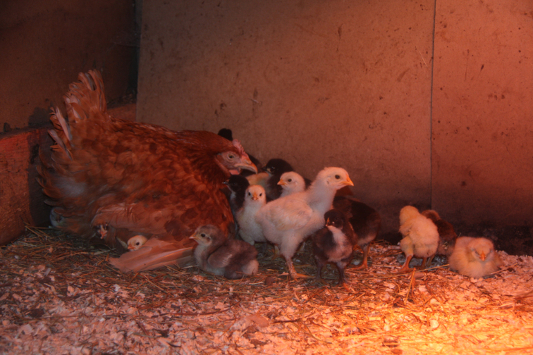 Выращивание цыплят с наседкой в домашних условиях, как все организовать и можно ли это сделать без нее?