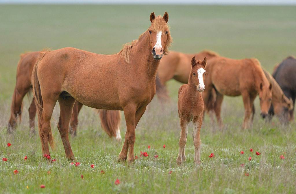 Лошади - прекрасные создания природы: что о них следует знать - досуг - животные на joinfo.ua