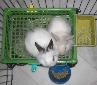 Как приучить кролика к лотку: эффективные методы и полезные рекомендации