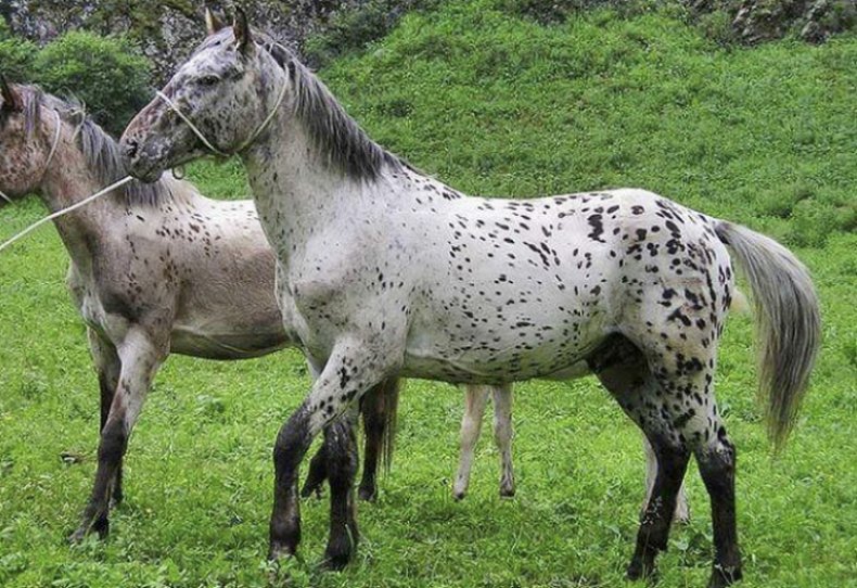 Пегий цвет в окрасе лошадей: виды коней по типу пятнистости, история возникновения мастей