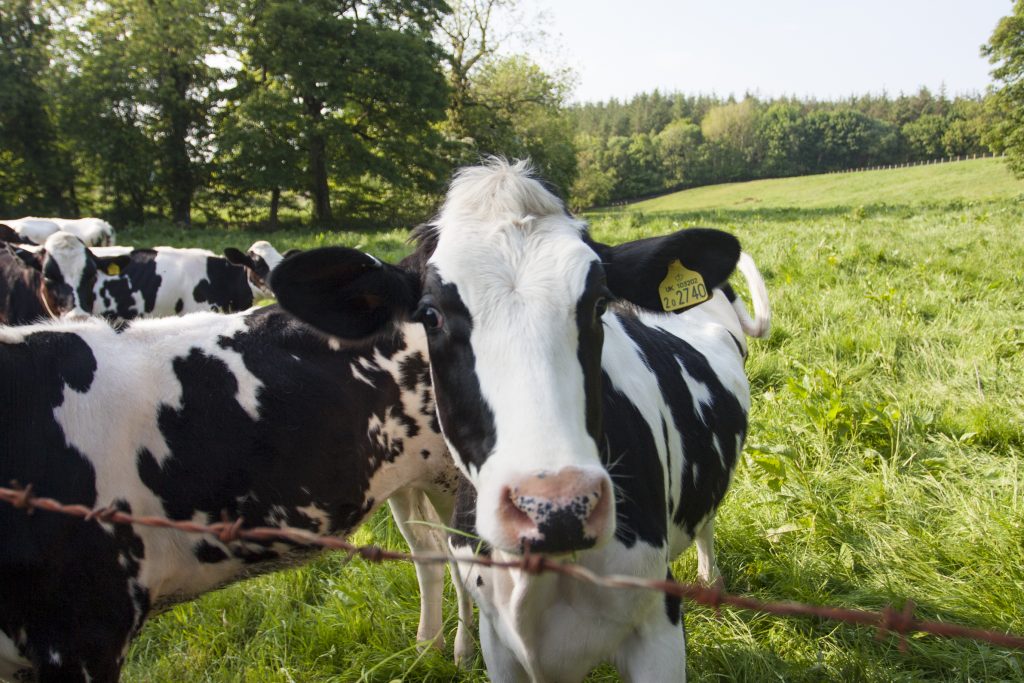 Кетоз у коров: что это такое, симптомы и лечение