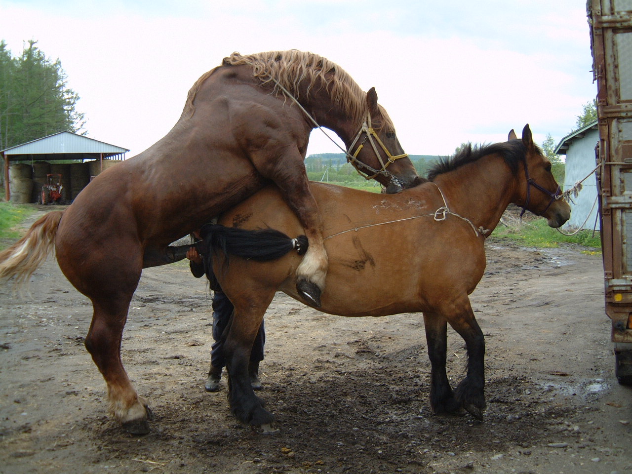 Разведение и уход за лошадью в домашних условиях