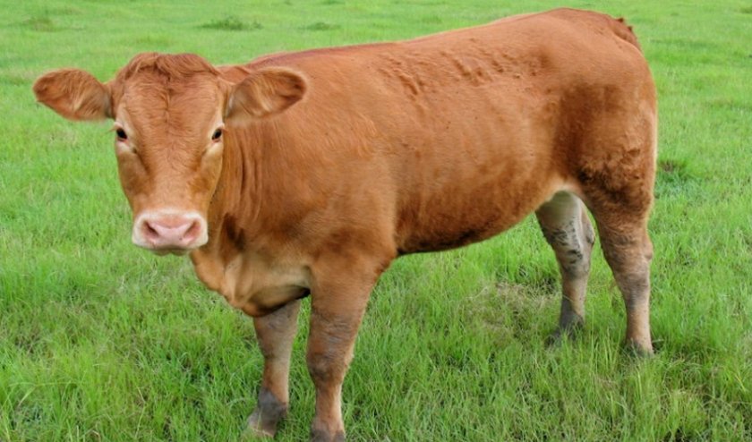 Коровы породы лимузин (29 фото): описание быков лимузинской породы. характеристика телят. содержание крс породы лимузин