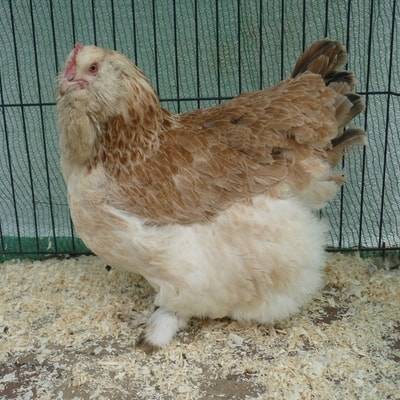 Фавероль: описание породы кур и ее особенности, фото цыплят и петухов, выращивание и содержание